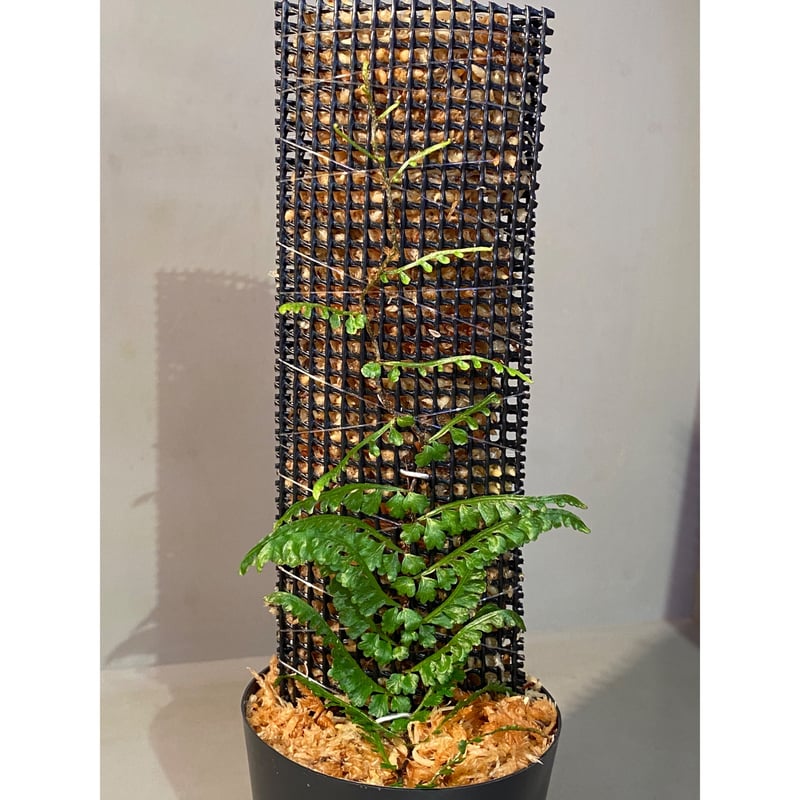 Teratophyllum aculeatum from Nanga pinoh [TB] |