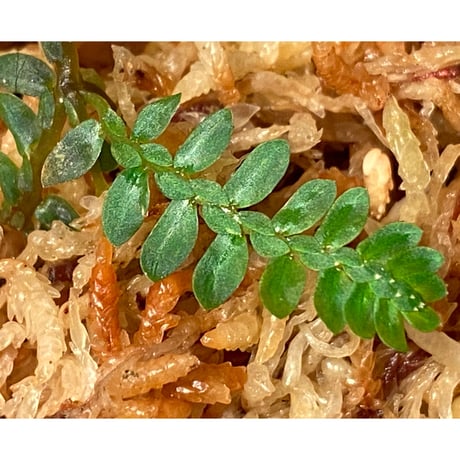 Selaginella picta