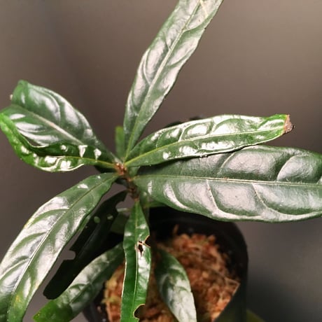 Unknown sp. from Gong Datok Malaysia