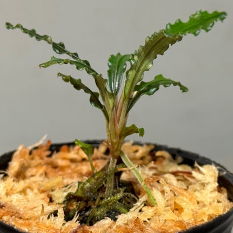 Bucephalandra sp. from "Mangat" [MF0417-2A] ②