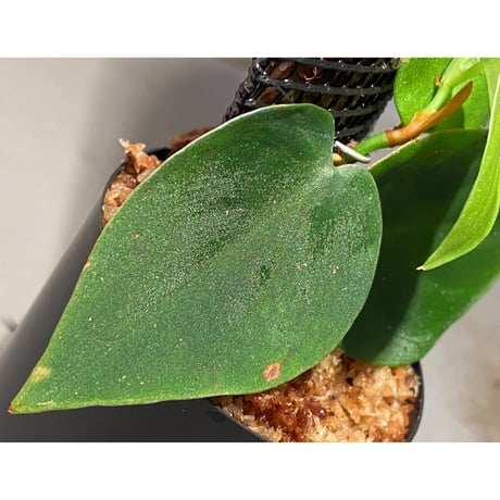 Philodendron sp. from Iquitos Peru [tanakay]