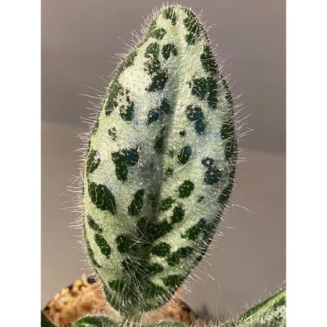 Primulina dryas from South China