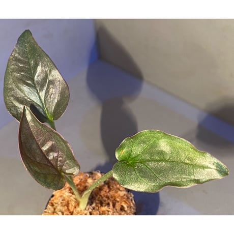 Syngonium sp. from Choco Colombia [tanakay]