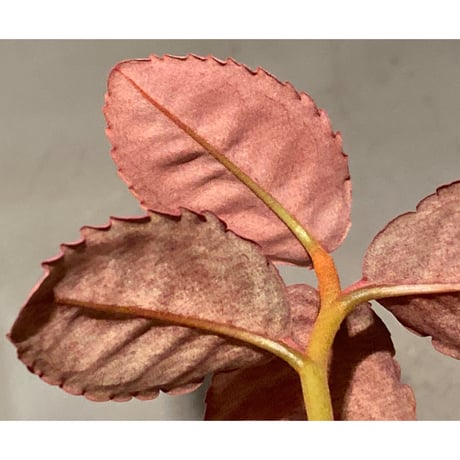Labisia sp. from Malaysia [KN]