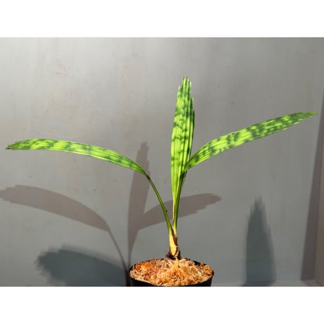 Licuala mattanensis 'Mapu' from Sanggau West Kalimantan ②