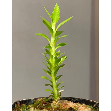 Phlegmariurus phlegmarioides Aimas, Sorong, West Papua 伊藤蟻植物農園