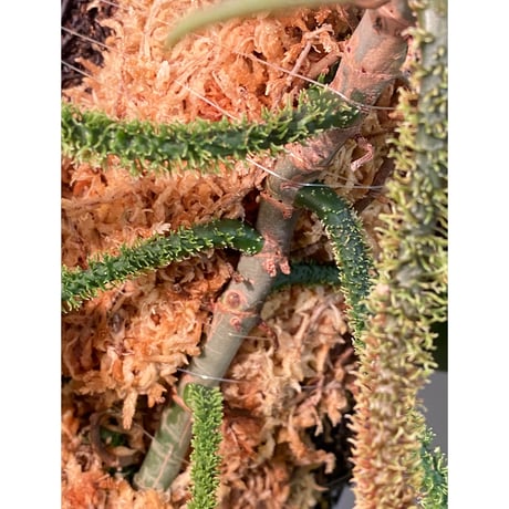 Philodendron squamiferum ②