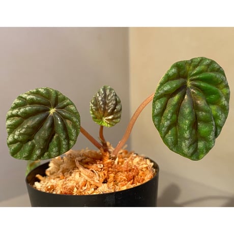 Peperomia meridiana from Ecuador [tanakay]