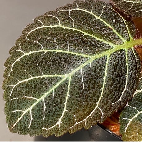 Pearcea hypocyrtiflora from Rio Napo Ecuador [tanakay] 白葉脈