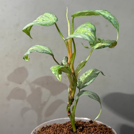 Philodendron sodiroi "Variegata"
