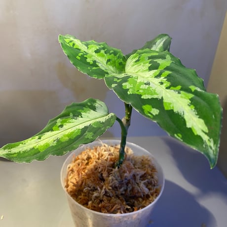 Aglaonema pictum tricolor DFS from Sumatera Barat  [AZ0912-1]