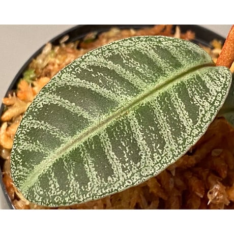 Labisia sp. from Riau sumatera