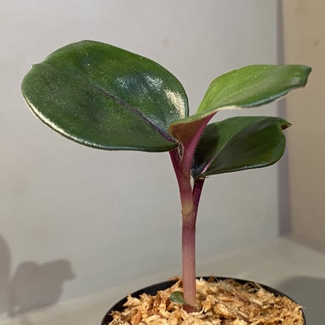 Geogenanthus ciliatus from Ecuador [tanakay]
