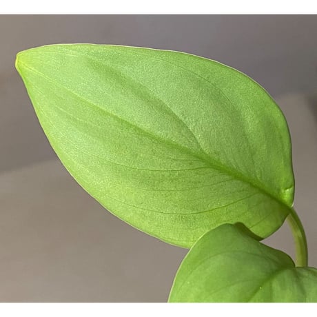 Homalomena sp . from Jerteh [TK090118-2]