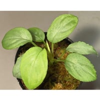 Homalomena sp. "銀A" from Cameron Highland [TK160116]