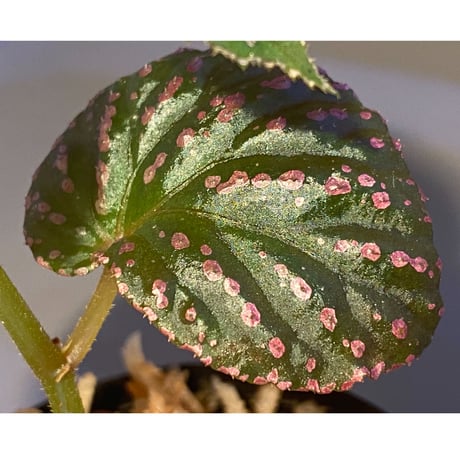 Begonia sp. from Saripoi [LA0813-2]