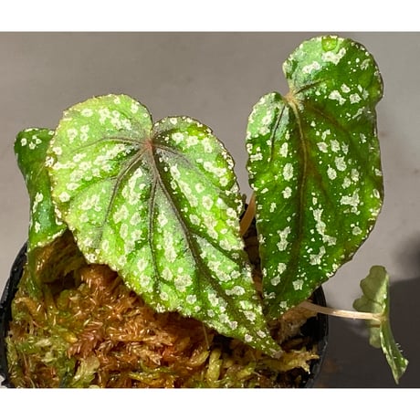 Begonia handelii var. prostrata from Viet Nam