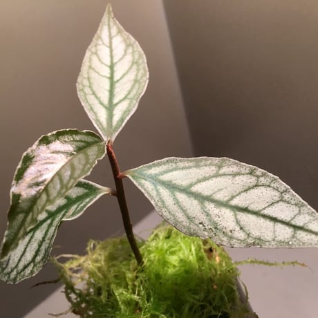 Ardisia sp. from Ache Sumatera [ L A]