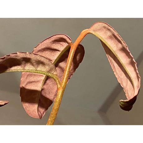 Labisia sp. "Sumatera Pink"