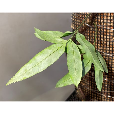 Scyphularia(Davallia) pentaphylla from South Sulawesi 伊藤蟻植物農園