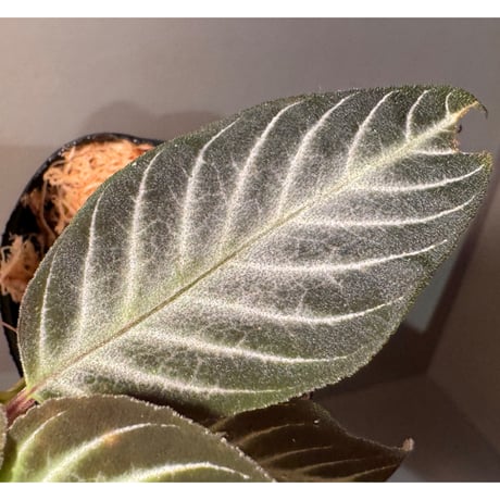 Gesneriaceae gen. from Kalimantan Barat