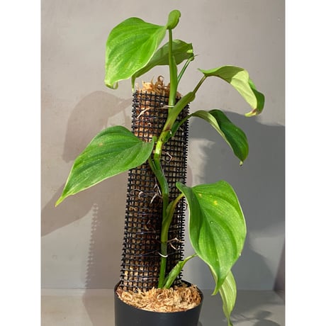 Philodendron sp. from Iquitos Peru [tanakay]