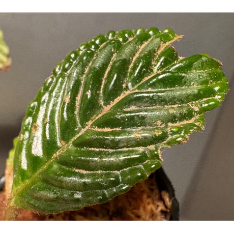 Acranthera sp. from Sekadau