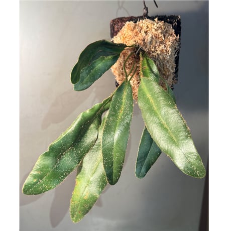 LLサイズ) Elaphoglossum apodum [ECUAGENERA] | M・R