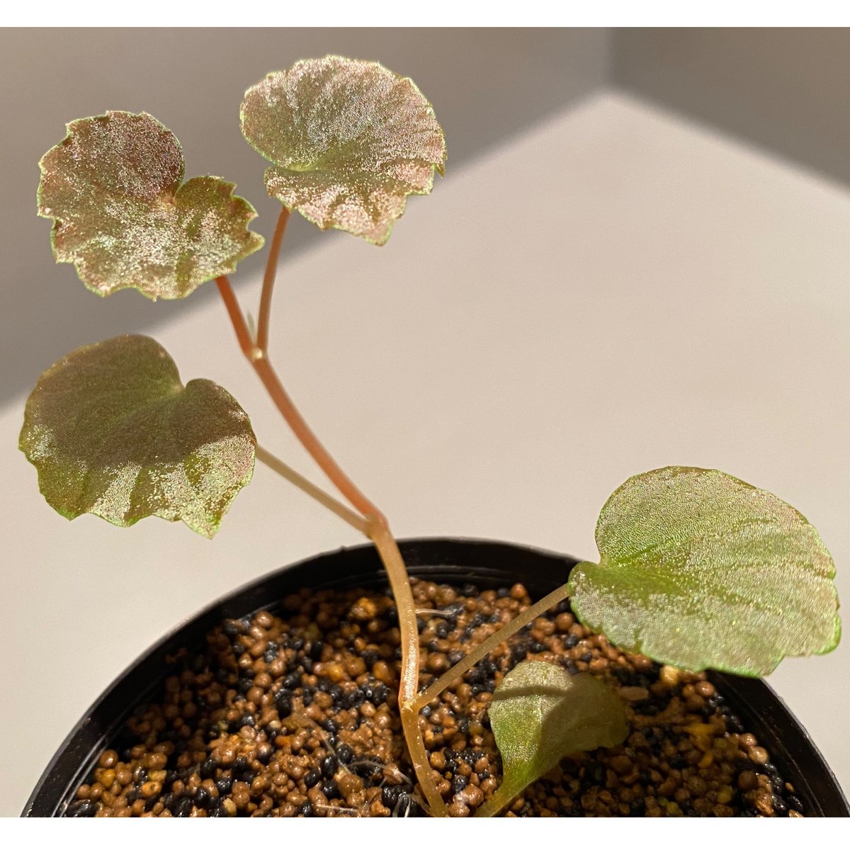 Begonia sp. from Borneo | M・R・G・R