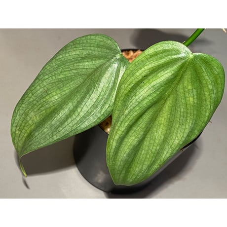 Philodendron sp. from Iquitos Peru [tanakay]