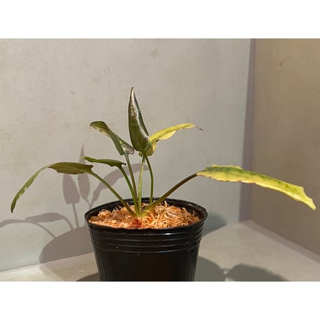 Cryptocoryne xagusii [TB]