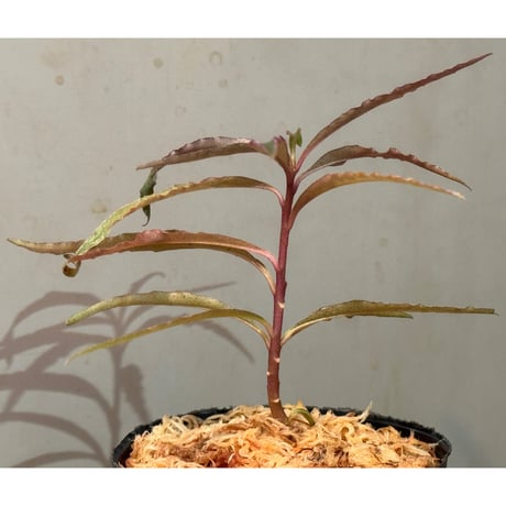Labisia sp. from Sekadau West Kalimantan