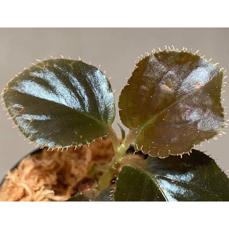 Ardisia sp. "Black Leaf" from Vietnam?