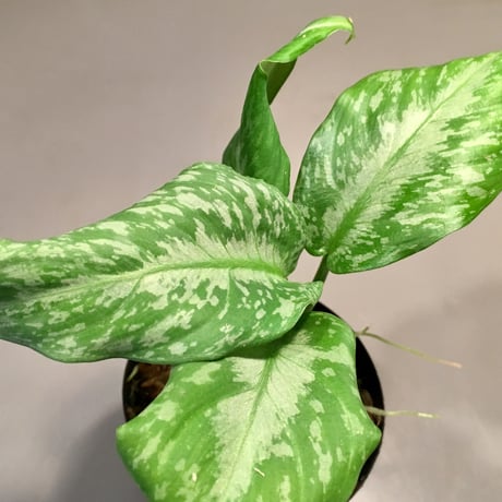 Schismatoglottis Rongisupata from West Kalimantan [KN]