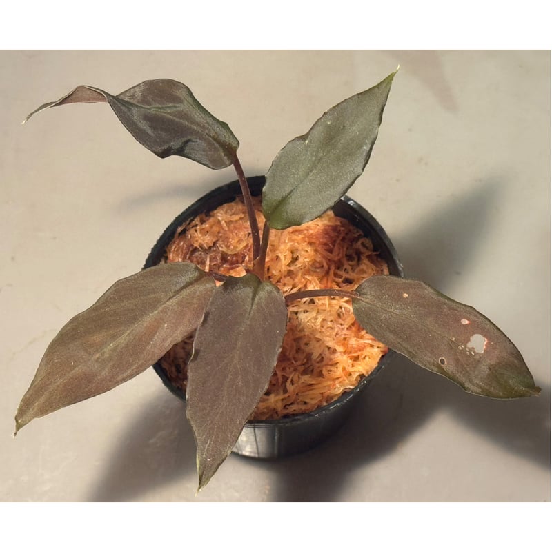 ホマロメナ sp.Hitam besar 正規タグ付き Homalomena sp