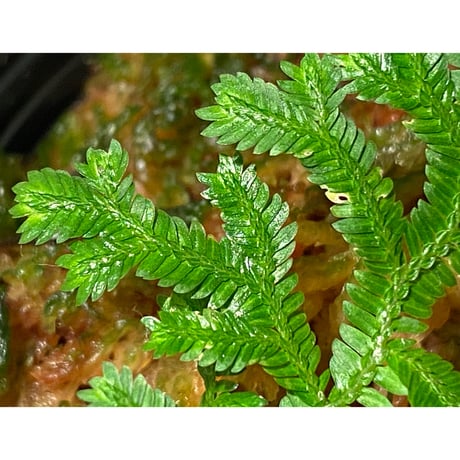Selaginella biformis [STRINGE PLANTS]