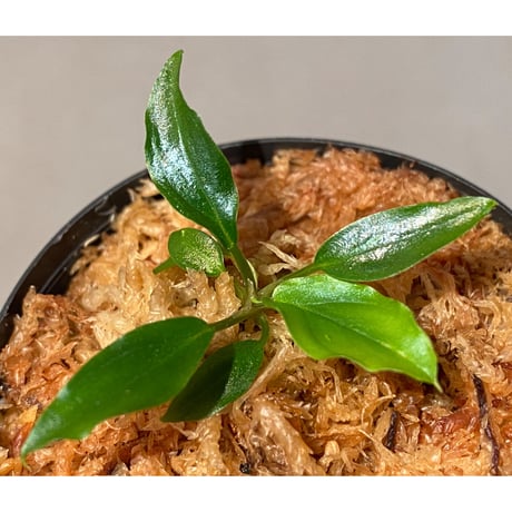 Homalomena sp. "Euclase" from Riau sumatera [LA0518-02]