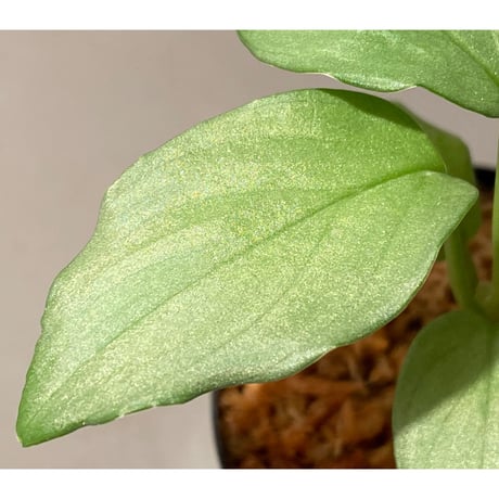 (本タグ付き) Homalomena sp. "Silver Bullet GG" from P.Linga [AZ0917-1]