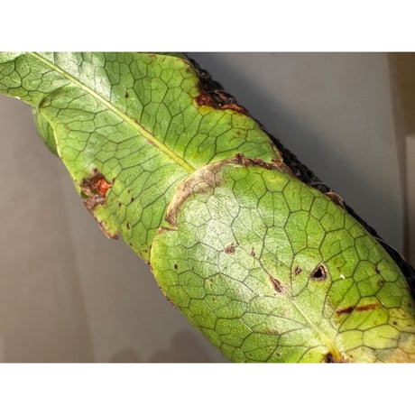 Microsorum linguiforme from South sumatera