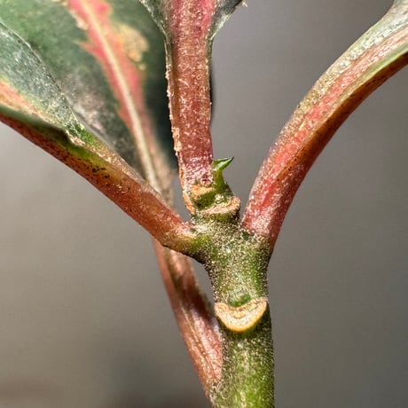 Labisia sp. from Vietnam
