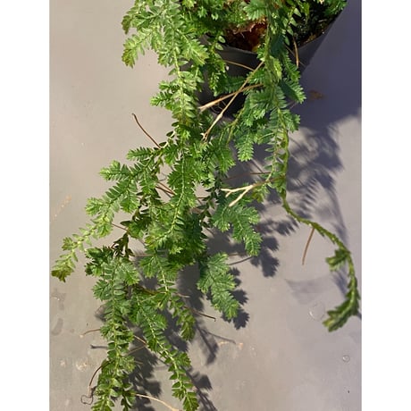 Selaginella sp. from Iquitos Peru [tanakay]