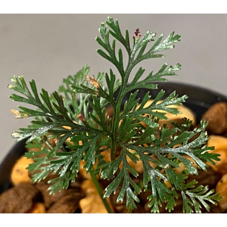 Davallia sp. Kalimantan barat