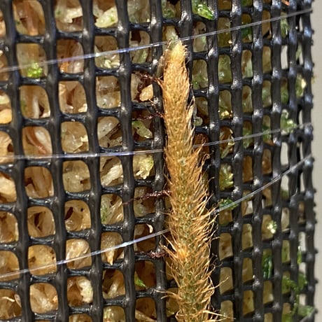 Microgramma lycopodioides from Costa Rica 伊藤蟻植物農園