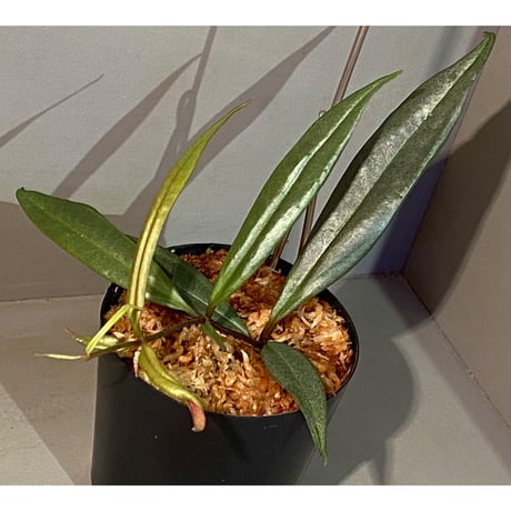 Medinilla sp. from Bukidnon 1.300m Mindanao Philippines