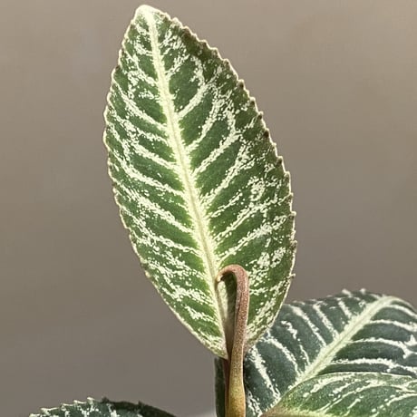 Ardisia sp. from Sumatera barat [TB]
