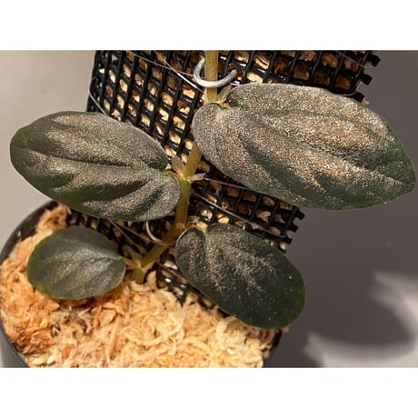 Pellionia sp. from Binh Dinh Vietnam