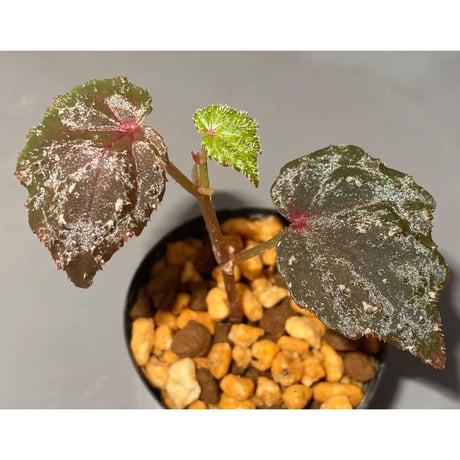 Begonia sp. from North Toraja [S0919-02] 伊藤蟻植物農園