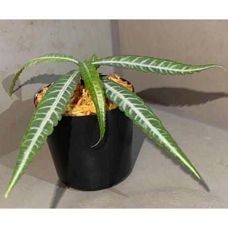 Ardisia sp. DCF from Sibolga Utara [HW0418-08c]