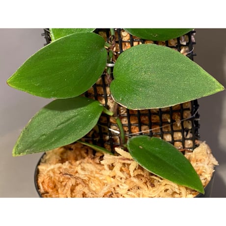 Philodendron sp. from Iquitos Peru [tanakay]