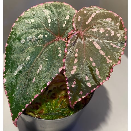 Begonia roseopunctata fromPakan Malaysia Sarawak [RIO]